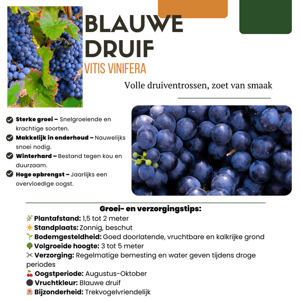 Biologische druivenplanten - 20cm