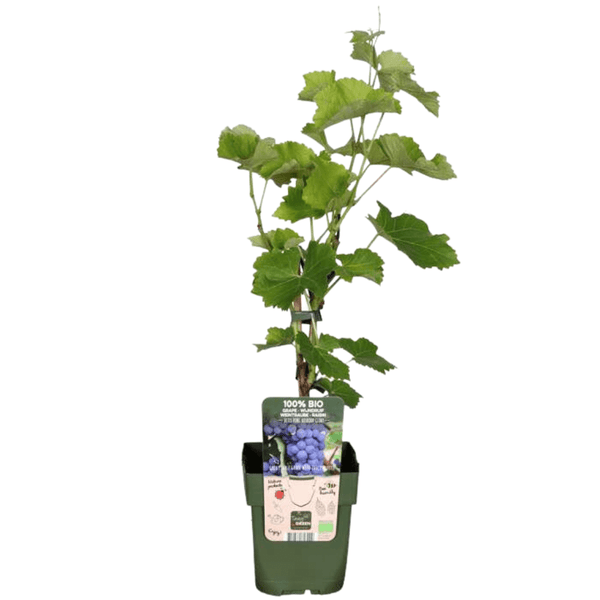 Biologische druivenplanten - 20cm