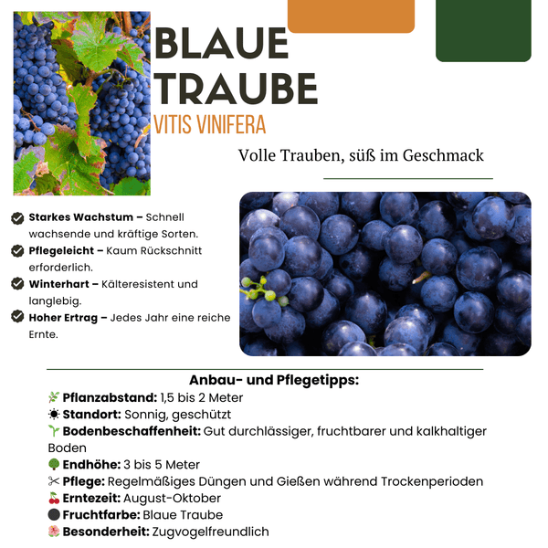 Biologische druivenplanten - 20cm