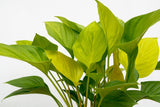 Product afbeelding 5