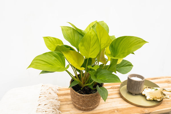 Homalomena Lemon Lime - 30cm