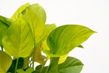 Product afbeelding 6