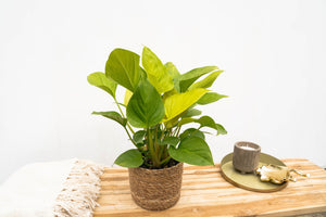 Homalomena Lemon Lime - 30cm