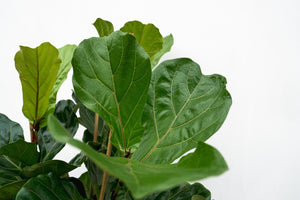 Ficus Lyrata Strauch XXL - 220cm