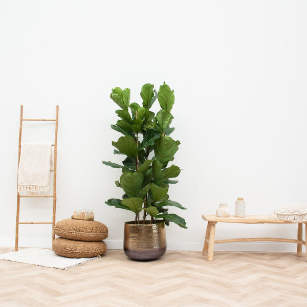 Ficus Lyrata Strauch - 180cm kopen bij Green Bubble