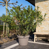 Product afbeelding 4