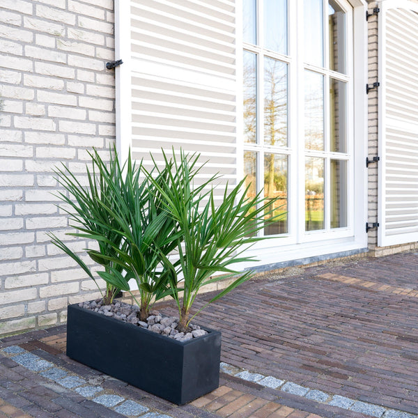 Combi deal  - Chamaerops Humilis including Grigio Box - 80cm