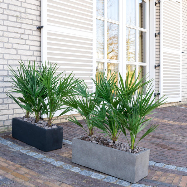 Combi deal  - Chamaerops Humilis including Grigio Box - 80cm