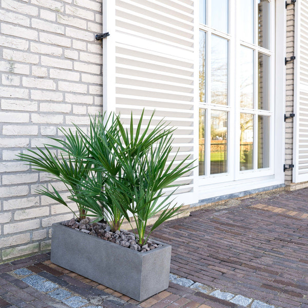 Combi deal  - Chamaerops Humilis including Grigio Box - 80cm