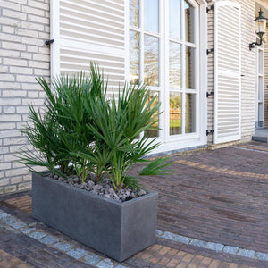 Combi deal - Chamaerops Humilis including Grigio Box - 140cm