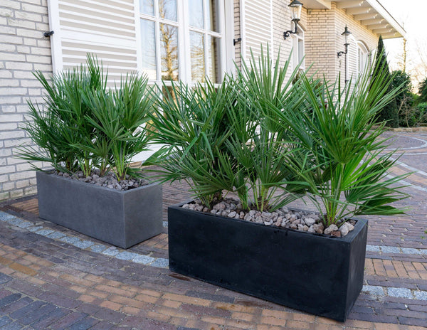 Combi deal - Chamaerops Humilis including Grigio Box - 140cm