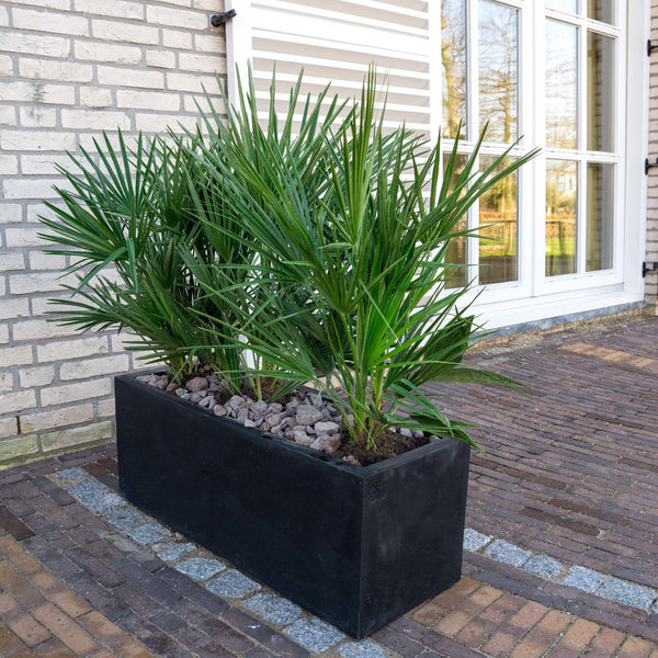 Combi deal - Chamaerops Humilis including Grigio Box - 140cm