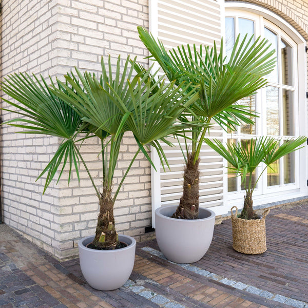 Combi deal Trachycarpus Fortunei  -100-150-160 cm