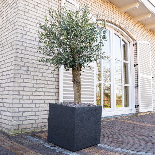 Combi deal - Olive tree Olea Lorc including Grigio Cube - 210cm