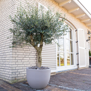 Combi deal - Olive tree Olea Europaea Lorc inclusief eggy pot  - 210cm