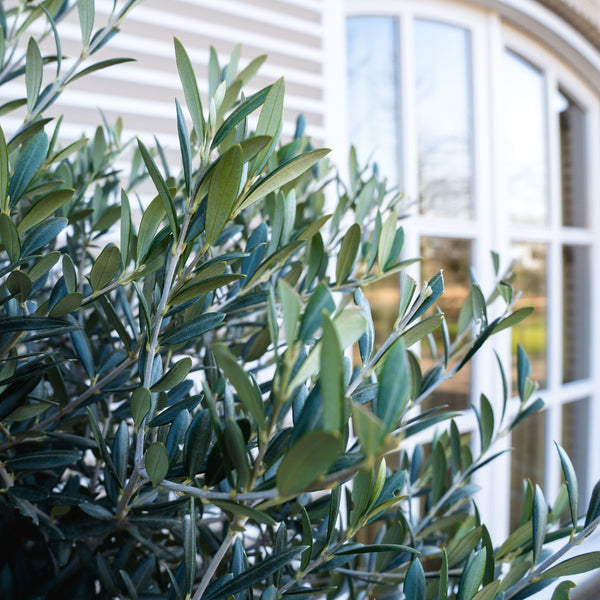 Olivetree Olea Europaea bonsai XXL - 270cm