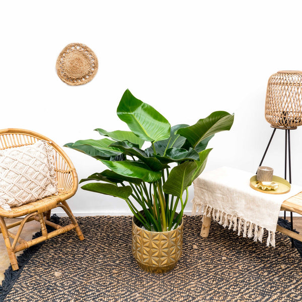 Filodendron Green Beauty - 100cm kopen bij Green Bubble