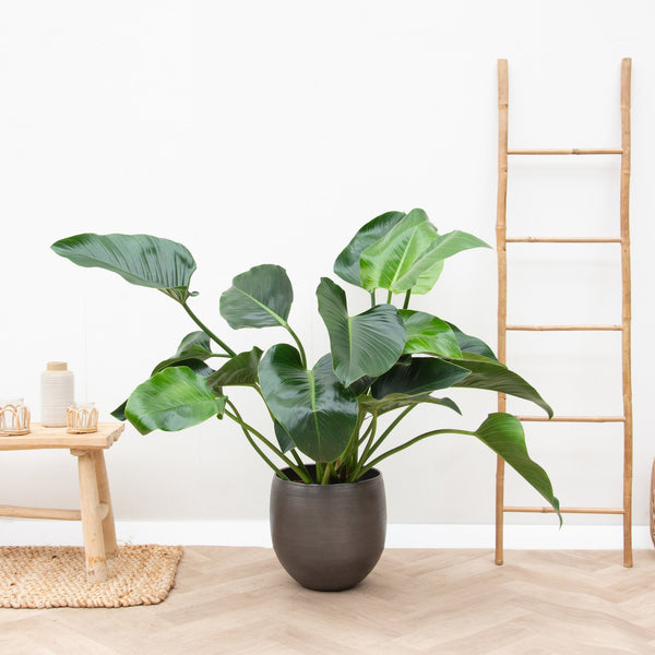 Philodendron Green Beauty - 60cm kopen bij Green Bubble