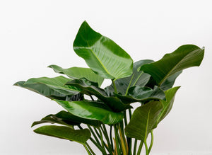 Philodendron Green Beauty - 90cm