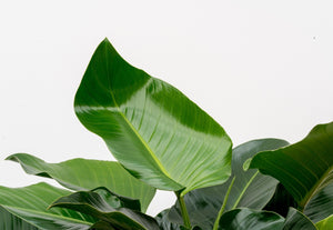 Philodendron Green Beauty - 120cm