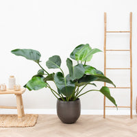 Philondendron Green Beauty - 100cm