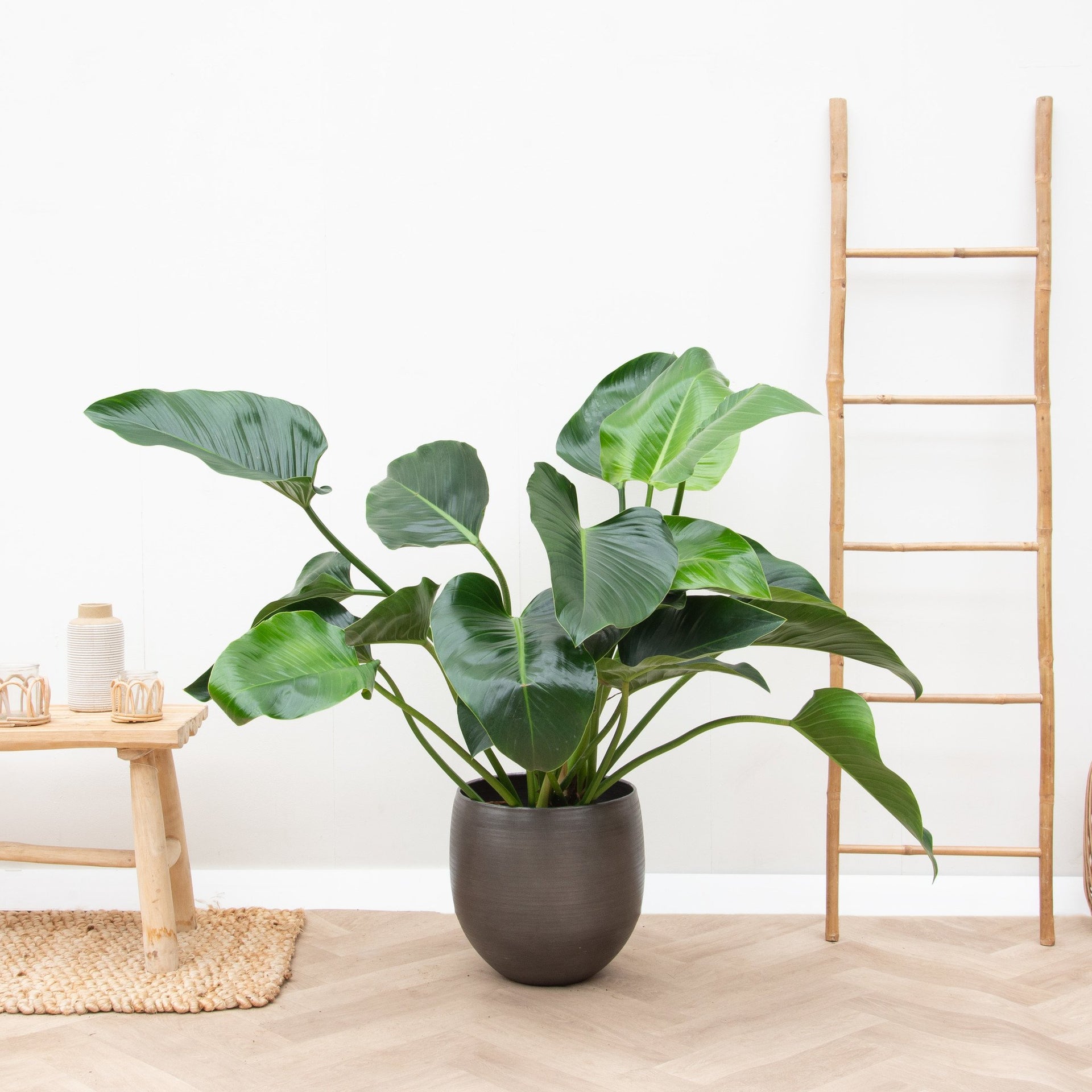 ladder philodendron Philondendron Green Beauty