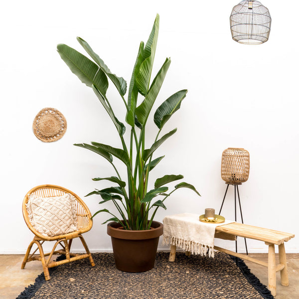 Strelitzia Augusta multistamm XXL - 225cm kopen bij Green Bubble
