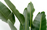 Product afbeelding 3