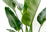 Product afbeelding 4