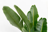 Product afbeelding 5