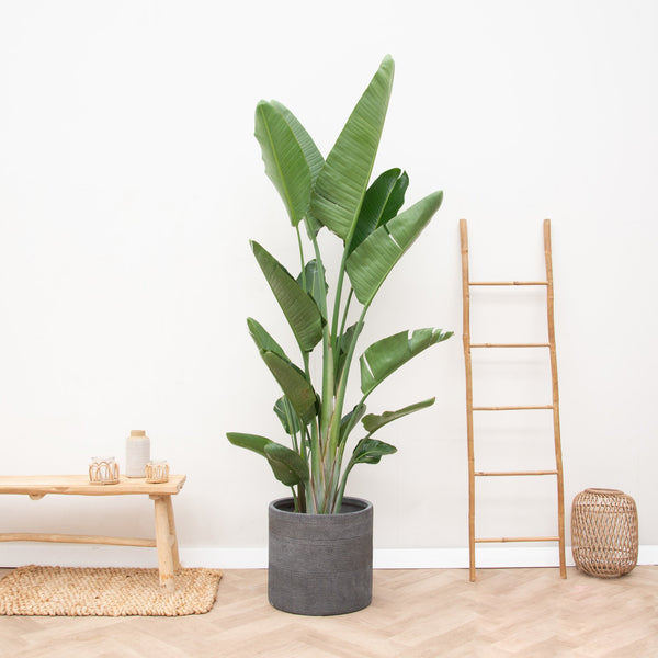 Strelitzia Augusta multistamm XXL - 225cm kopen bij Green Bubble