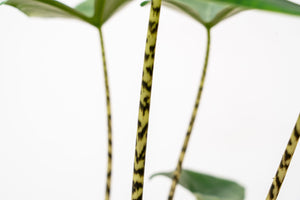 Alocasia Zebrina - 100cm