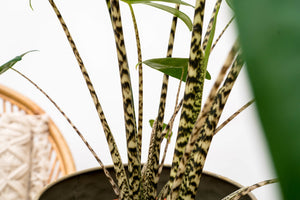 Alocasia Zebrina - 100cm