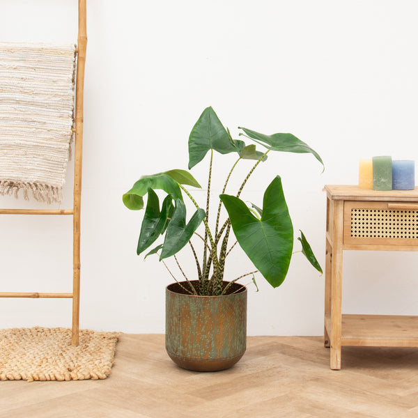 Alocasia Zebrina - 80 cm kopen bij Green Bubble