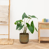 Product afbeelding 1