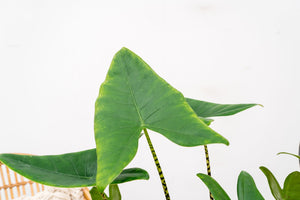 Alocasia Zebrina - 100cm