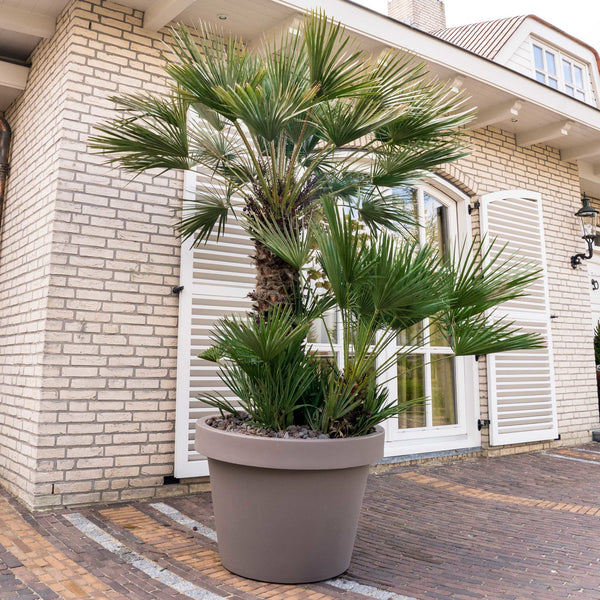 Winterharde palm soorten: 11 palmbomen die goed tegen vorst kunnen 9 Lijst overzicht van elke Chamaerops Humilis bij Green-Bubble.com