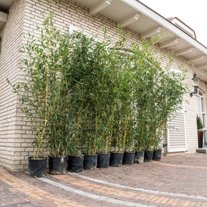 10x Phyllostachys Bissetii bamboe - 200cm