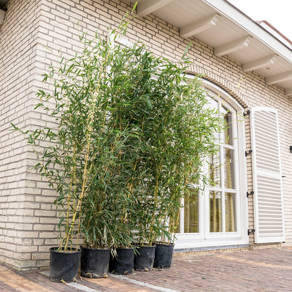 10x Phyllostachys Bissetii bamboe - 200cm