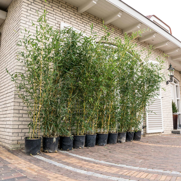 Phyllostachys Bissetii  bamboe - 200cm