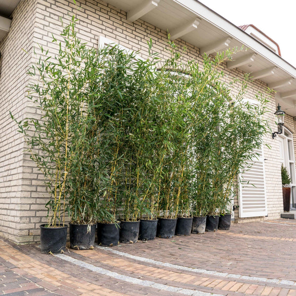 10x Phyllostachys bamboe - 220cm