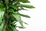 Product afbeelding 3