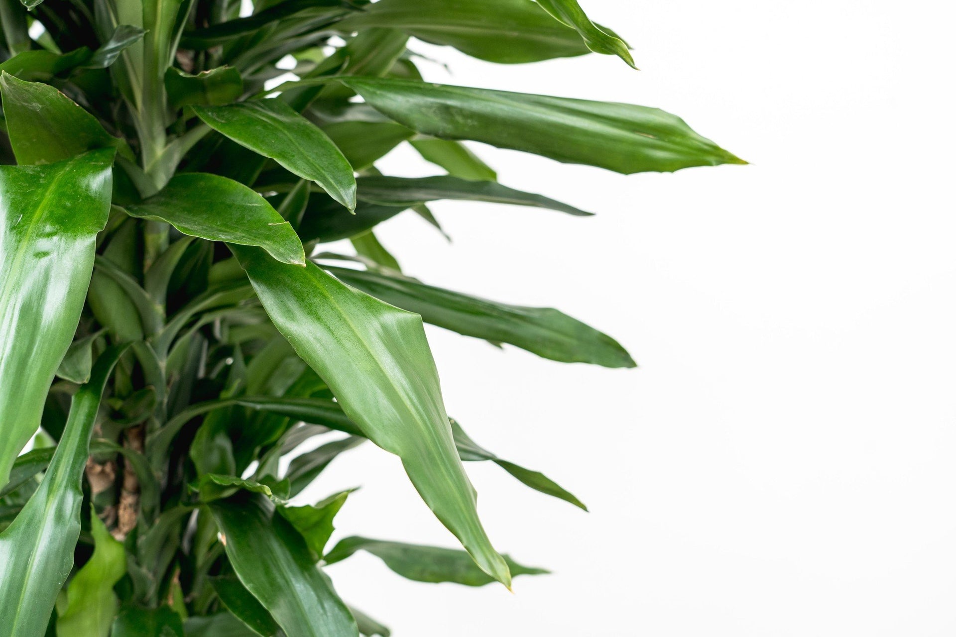 dracaena lind Dracaena Janet Lind XXL | 180cm