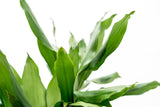 Product afbeelding 4