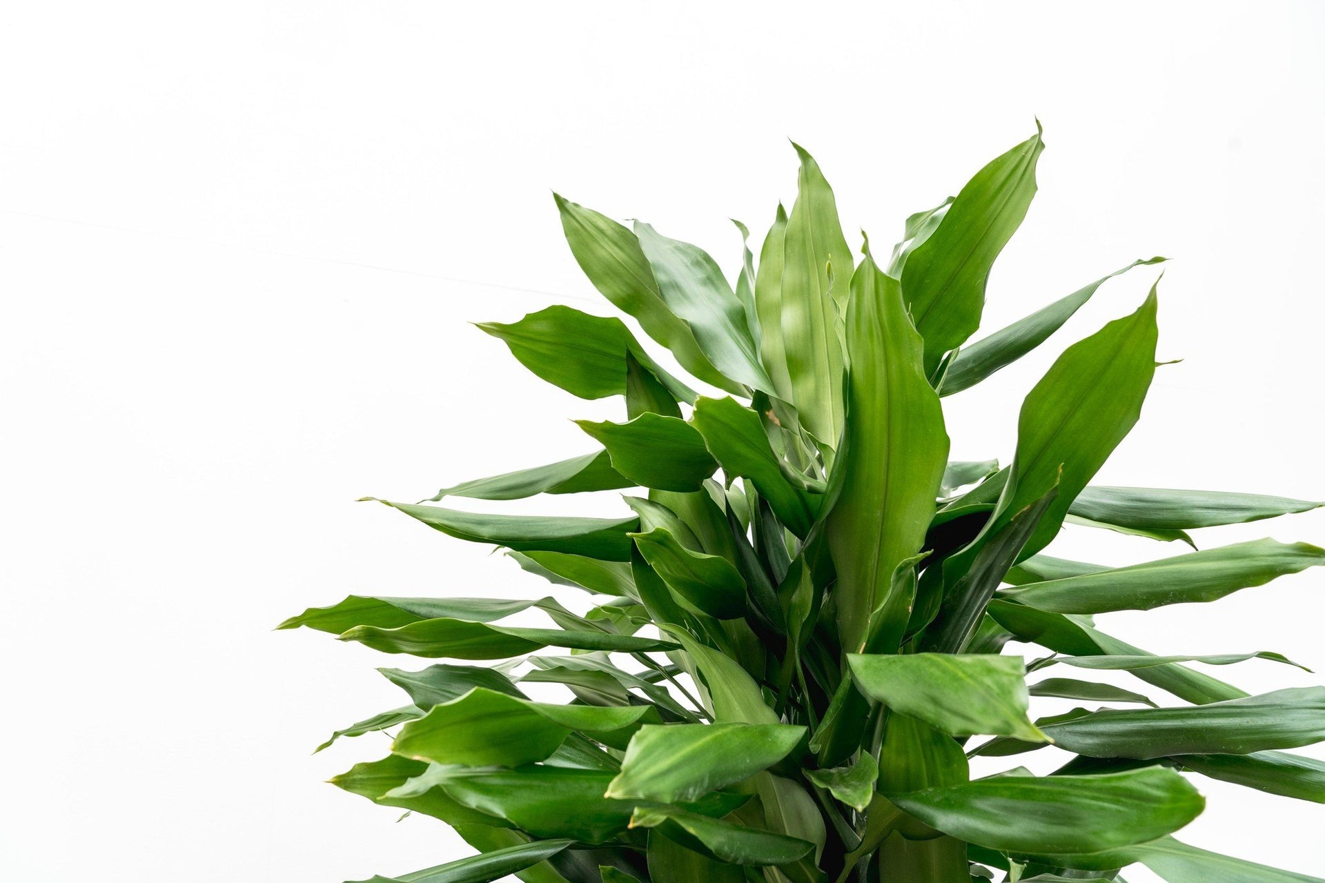 dracaena xxl Dracaena Janet Lind XXL | 180cm