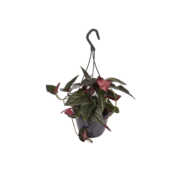 Syngonium Erythrophyllum 'Red Arrow' in hangplant - 30cm