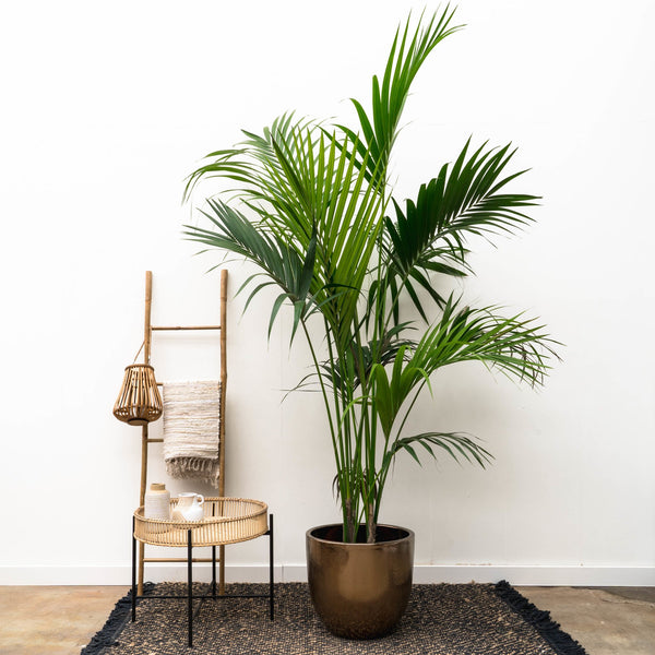 Kentia Palm XXL - 230cm