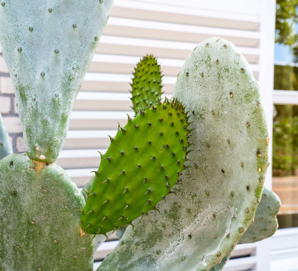 Cactus Opuntia - 140cm