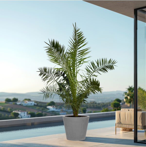 Phoenix Canariensis - 220cm kopen bij Green Bubble