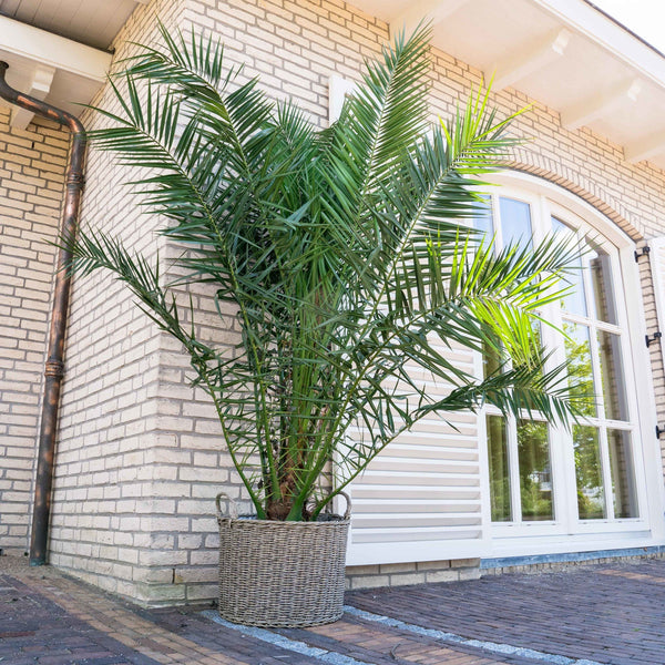 Phoenix Canariensis - 220cm